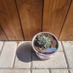 Klinček sivý (Dianthus Gratianopolitanus) 'WHATFIELD MAGENTA' - kont. C1L